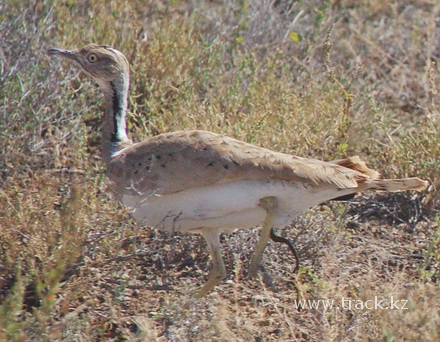 Дрофа красотка - Джек - Macqueen's Bustard - Chlamydotis macqueenii